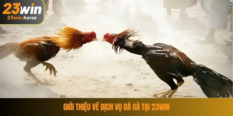 Giới thiệu về dịch vụ đá gà tại 23WIN
