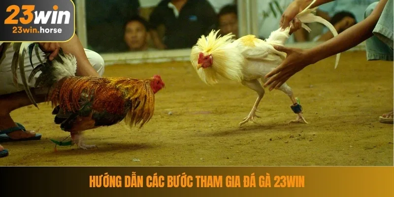 Đá Gà 23WIN 2 Hướng dẫn các bước tham gia đá gà 23WIN