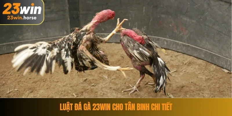 Đá Gà 23WIN 3 Luật đá gà 23WIN cho tân binh chi tiết