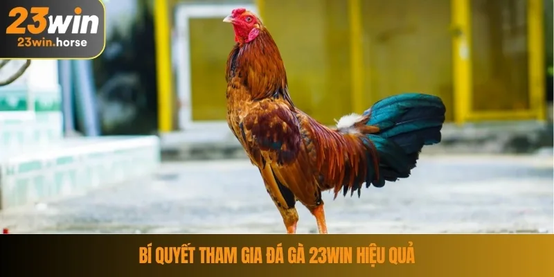 Đá Gà 23WIN 4 Bí quyết tham gia đá gà 23WIN hiệu quả