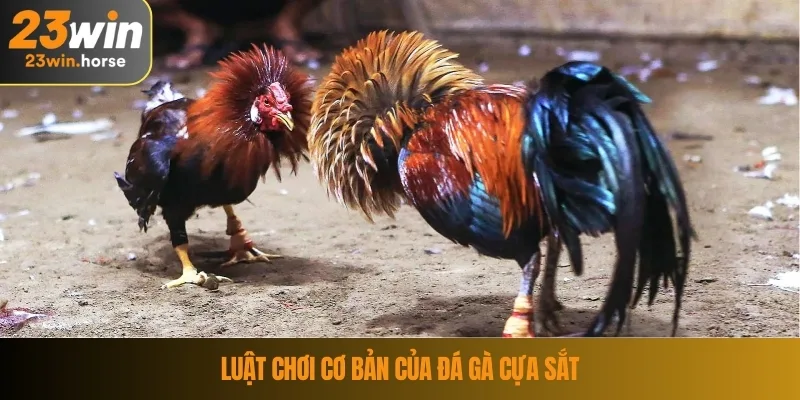 Luật chơi cơ bản của đá gà cựa sắt