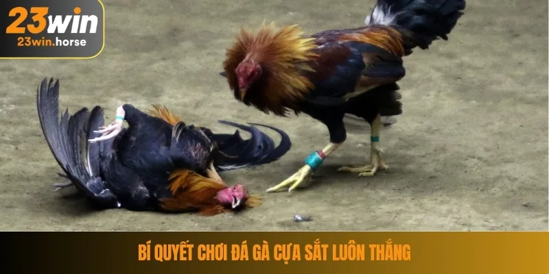 Bí quyết chơi đá gà cựa sắt luôn thắng