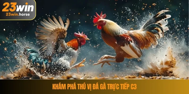 Khám phá thú vị đá gà trực tiếp C3
