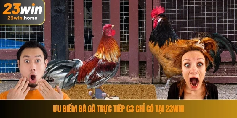 Ưu điểm đá gà trực tiếp C3 chỉ có tại 23WIN
