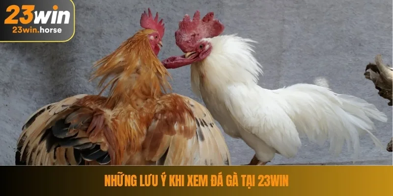 Những lưu ý khi xem đá gà tại 23WIN