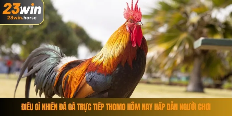 Điều gì khiến đá gà trực tiếp thomo hôm nay hấp dẫn người chơi