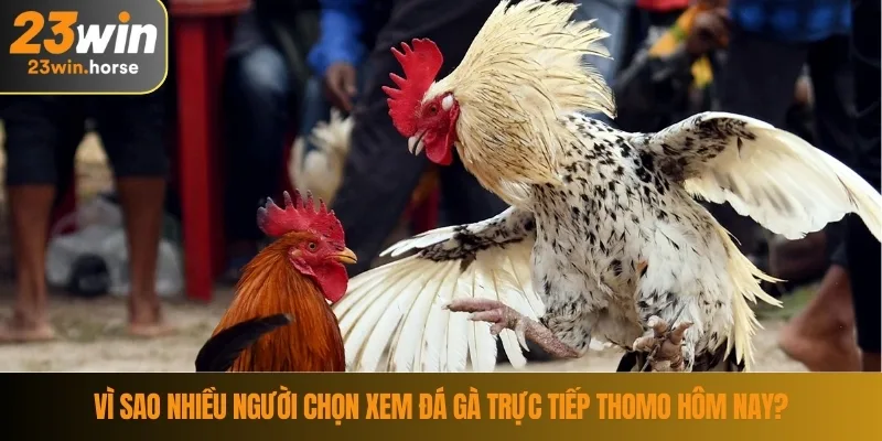 Vì sao nhiều người chọn xem đá gà trực tiếp thomo hôm nay?
